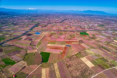 Orchard şeftali ağaçlarının baharda çiçek açmış. Drone ile hava atış