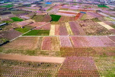 Orchard şeftali ağaçlarının baharda çiçek açmış. Drone ile hava atış