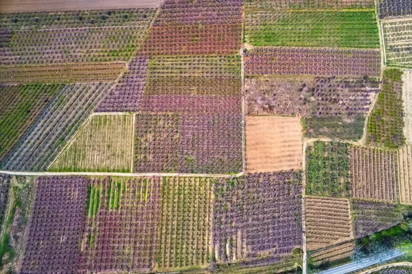 Orchard of peach trees bloomed in spring.Aerial shot with drone