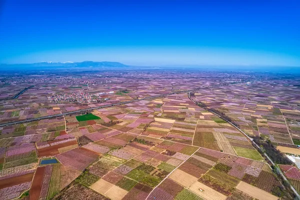 Pomar de árvores de pêssego floresceu em primavera.Tiro aéreo com drone — Fotografia de Stock