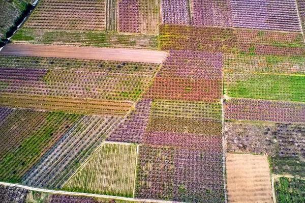 Boomgaard van perzikbomen bloeide in het voorjaar. Luchtfoto schot met drone — Stockfoto