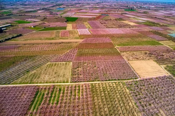 Boomgaard van perzikbomen bloeide in het voorjaar. Luchtfoto schot met drone — Stockfoto