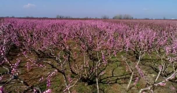 Aerial Flygning Med Drönare Över Fruktträdgården Persikoträd Blommade Våren Slätten — Stockvideo