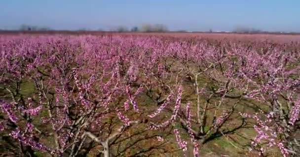 Aerial Flygning Med Drönare Över Fruktträdgården Persikoträd Blommade Våren Slätten — Stockvideo