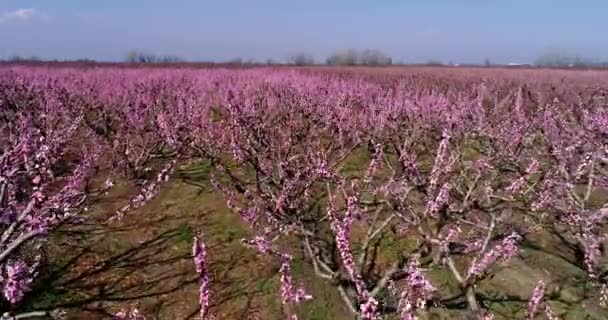 Voo Aéreo Com Drone Sobre Pomar Pessegueiros Floresceu Primavera Planície — Vídeo de Stock