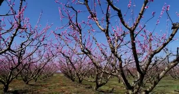 Aerial Flight Drone Orchard Peach Trees Bloomed Spring Plain Veria — Stock Video