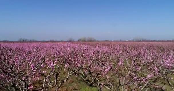 在希腊北部的维里亚平原 春天在桃树果园上空进行空中飞行 — 图库视频影像