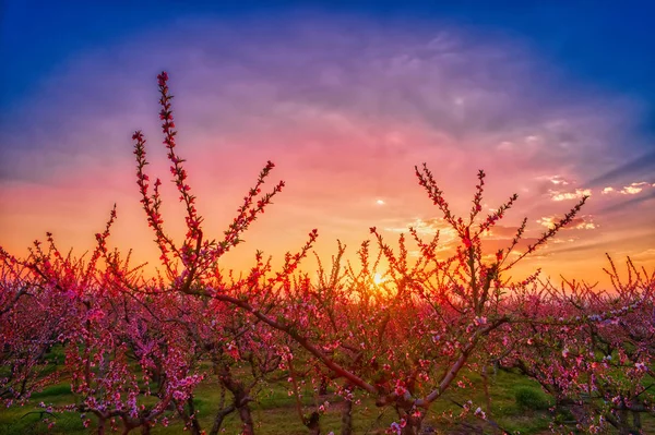 Orchard of peach trees in bloomed in spring — Stock Photo, Image