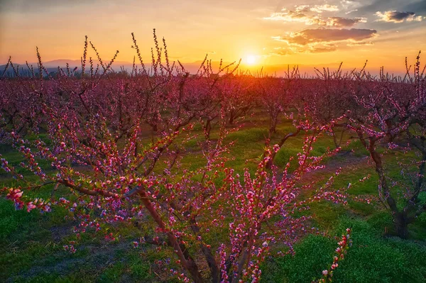 Orchard of peach trees in bloomed in spring — Stock Photo, Image