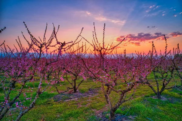 Orchard of peach trees in bloomed in spring — Stock Photo, Image