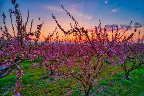 Orchard of peach trees in bloomed in spring — Stock Photo, Image