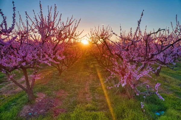 Orchard of peach trees in bloomed in spring — Stock Photo, Image