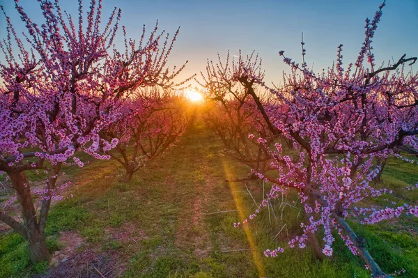 Őszibarackfa gyümölcsös, tavasszal virágzott — Stock Fotó