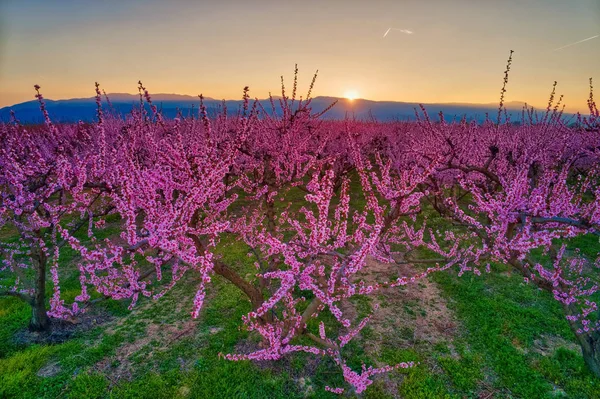 Obstgarten der Pfirsichbäume blühte im Frühling — Stockfoto