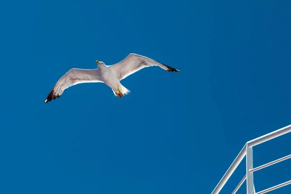 Eine majestätische Möwe fliegt in einem klaren blauen Himmel in der Sommersaison bei — Stockfoto