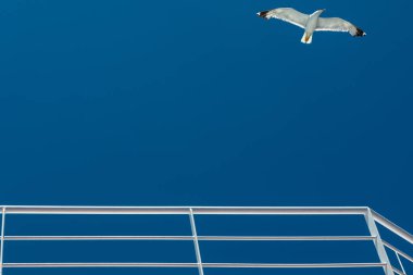 Yaz sezonunda berrak bir blu gökyüzünde uçan görkemli bir martı