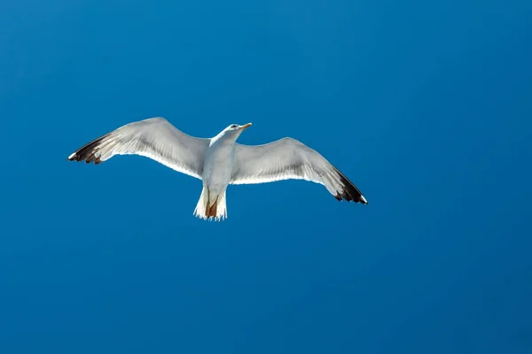 A majestic seagull flying in a clear blu sky in summer season at — Stock Photo, Image