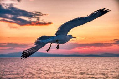 Siluetli martı yaz denizlerinde gün batımında kanatları yayılır