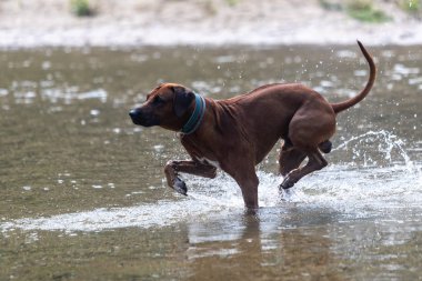 Rodos ridgeback köpek dere oynuyor