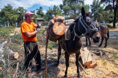 Lumberman atlar ve katır içine kesilmiş ahşap yükler t taşımak için