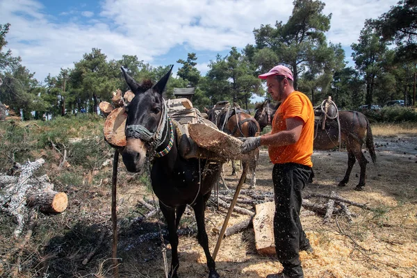 Lumberman carga la madera cortada en caballos y mulas para llevar en t — Foto de Stock