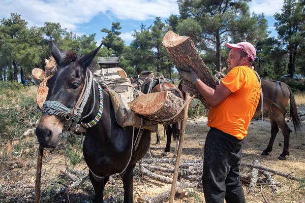 Lumberman carga la madera cortada en caballos y mulas para llevar en t — Foto de Stock