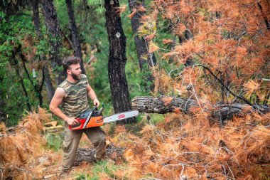 Ormanda oduncu iş wirh testere