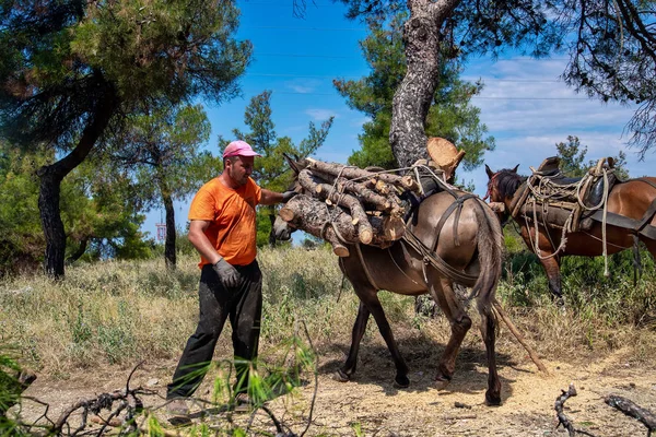 Lumberman carrega a madeira cortada em cavalos e mulas para transportar em t — Fotografia de Stock