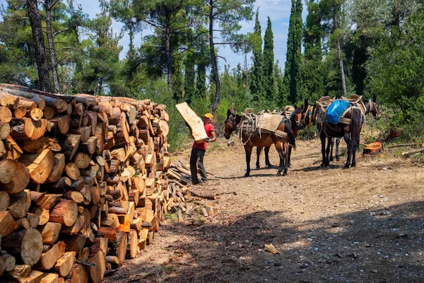 Leñador apila la madera cortada que es transportada por caballos y — Foto de Stock