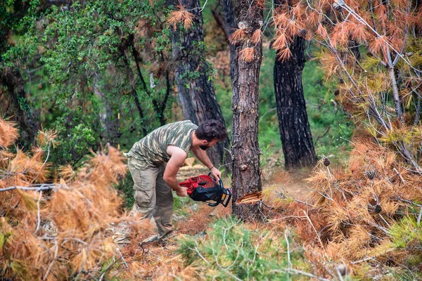 Lumberjack trabalho wirh motosserra na floresta — Fotografia de Stock