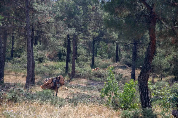 Лошади и мулы несут срубленные стволы деревьев в пригороде — стоковое фото