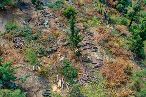 Vista aérea de árvores coníferas de desmatamento no subúrbio de fo — Fotografia de Stock