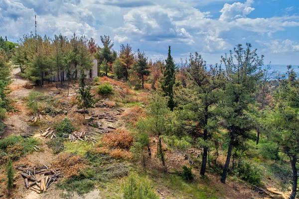 Banliyö fo ormansızlaşma kozalaklı ağaçların havadan görünümü — Stok fotoğraf