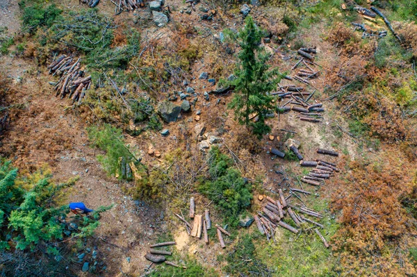 Vista aérea de árvores coníferas de desmatamento no subúrbio de fo — Fotografia de Stock