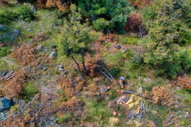 Banliyö fo ormansızlaşma kozalaklı ağaçların havadan görünümü