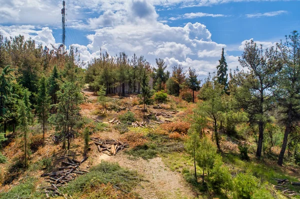 Banliyö fo ormansızlaşma kozalaklı ağaçların havadan görünümü — Stok fotoğraf