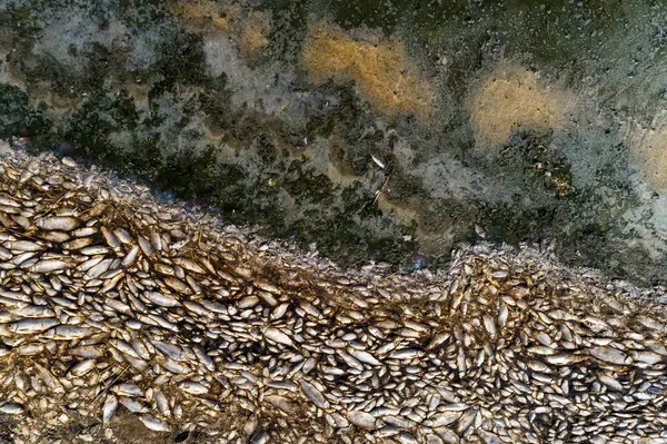 그리스 북부 코로니아 호수 주변에서 수천 마리의 죽은 물고기 — 스톡 사진