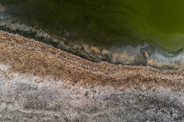 Milhares de peixes mortos em torno do Lago Koroneia, no norte da Grécia — Fotografia de Stock