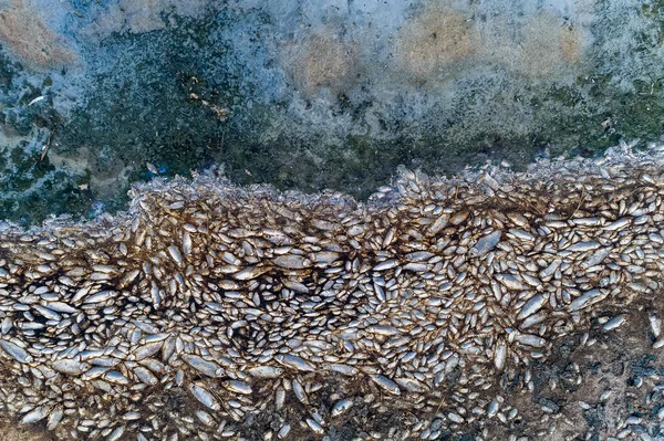 Yunanistan'ın kuzeyindeki Koroneia Gölü çevresinde binlerce ölü balık — Stok fotoğraf