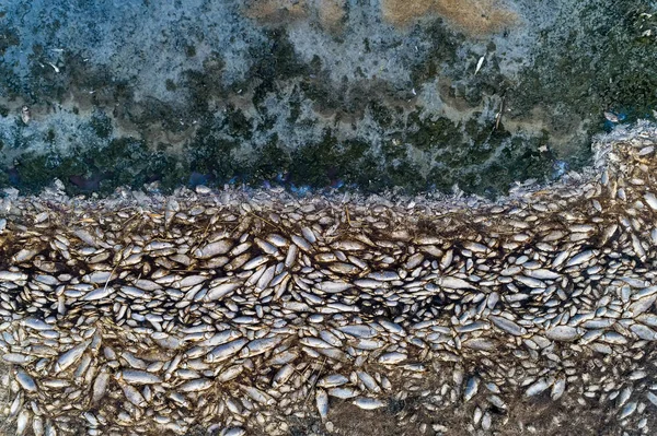 Tisíce mrtvých ryb kolem jezera Koroneia v severním Řecku — Stock fotografie