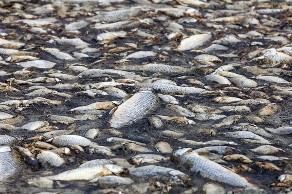 Milhares de peixes mortos em torno do Lago Koroneia, no norte da Grécia — Fotografia de Stock