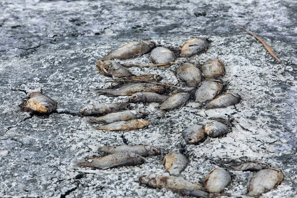 Thousands of dead fish around Lake Koroneia in northern Greece — Stock Photo, Image