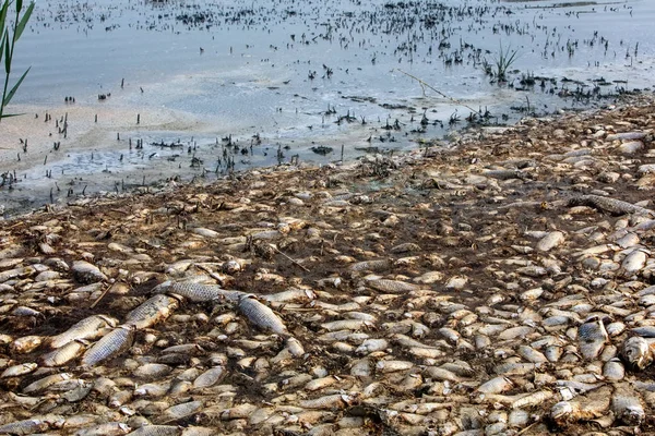 Milhares de peixes mortos em torno do Lago Koroneia, no norte da Grécia — Fotografia de Stock