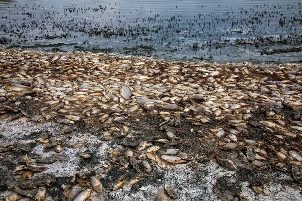 Milhares de peixes mortos em torno do Lago Koroneia, no norte da Grécia — Fotografia de Stock