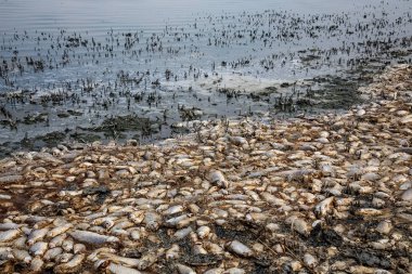 Yunanistan'ın kuzeyindeki Koroneia Gölü çevresinde binlerce ölü balık