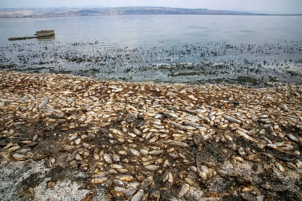 Tysiące martwych ryb wokół jeziora Koroneia w północnej Grecji — Zdjęcie stockowe