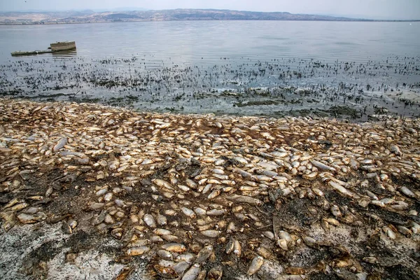 Milhares de peixes mortos em torno do Lago Koroneia, no norte da Grécia — Fotografia de Stock