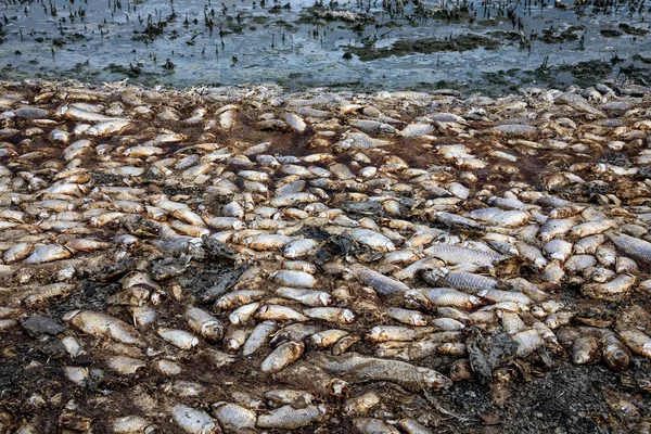 Thousands of dead fish around Lake Koroneia in northern Greece — Stock Photo, Image