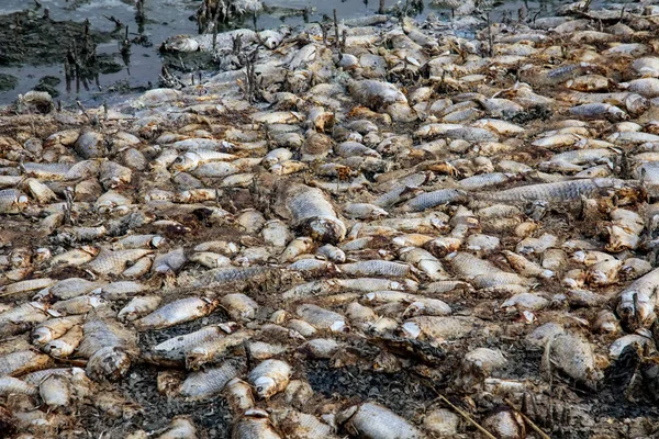 Milhares de peixes mortos em torno do Lago Koroneia, no norte da Grécia — Fotografia de Stock