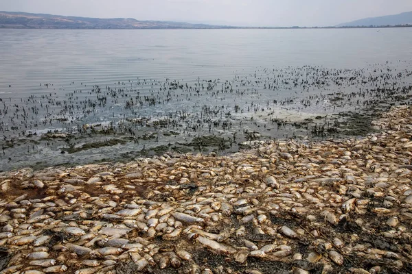 Тысячи мертвых рыб вокруг озера Коронея на севере Греции — стоковое фото